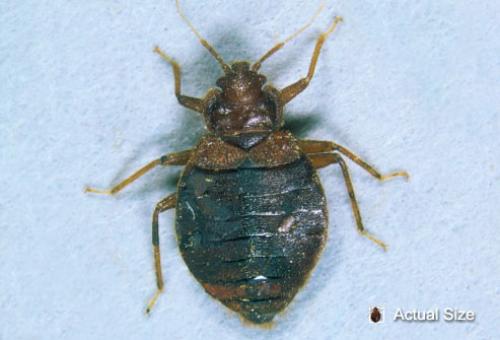 Bed Bugs Bed Bugs