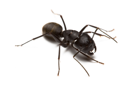 Carpenter Ants