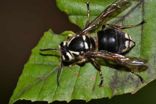 Baldfaced Hornets