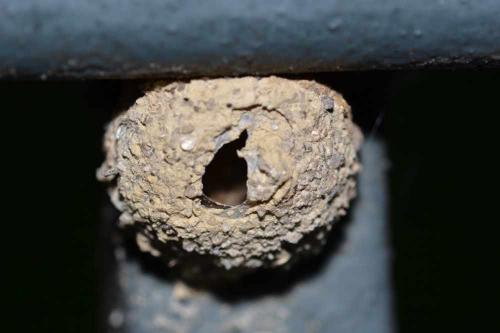 Mason - Pest Control Port Angeles Sequim Port Townsend Forks