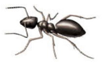 Odorous House Ants